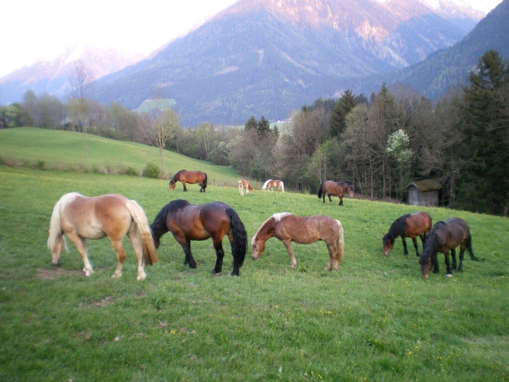 Bauernhof Kreidl - Urlaub am Bauernhof im Salzburger Land